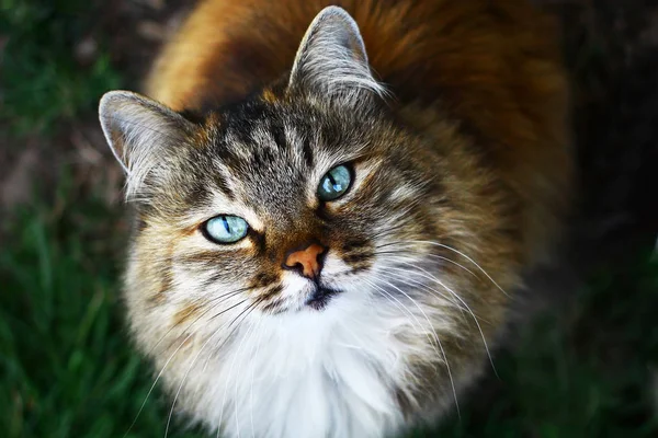 Kabarık mavi gözlü kedi portre görünümü yakın — Stok fotoğraf