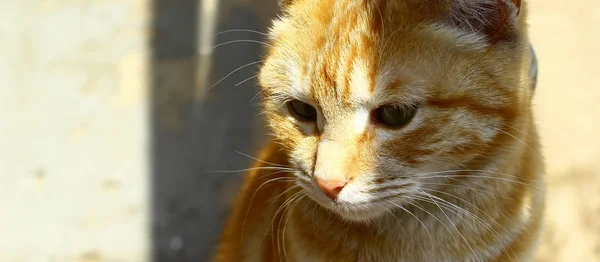 Triste verde olhos dourados gato marrom vista de perto — Fotografia de Stock