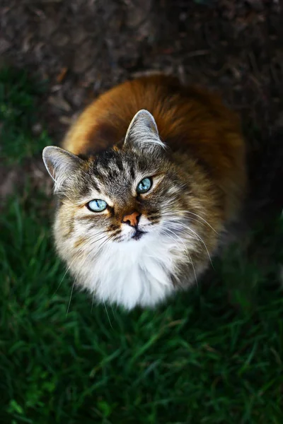 靠近一只毛茸茸的蓝眼睛猫的视线 — 图库照片