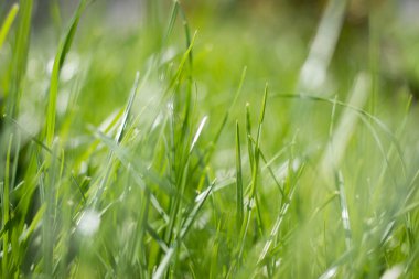 Yaz güneşi ile Doğal Yeşil Çim Arka plan bokeh vurgular