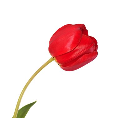 Kırmızı lale çiçeği başı beyaz arkaplanda izole edildi