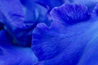 Parlak mavi iris çiçekleri yakın görünüm makro