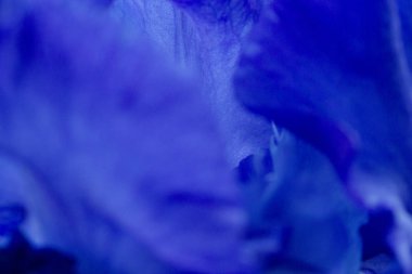 Parlak mavi iris çiçekleri yakın görünüm makro