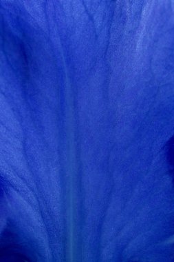 Parlak mavi iris çiçekleri yakın görünüm makro