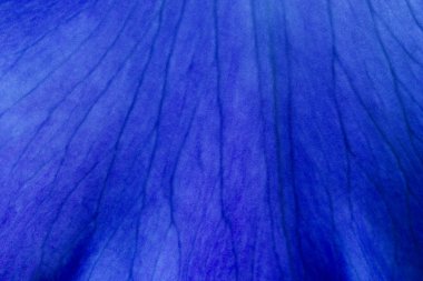 Parlak mavi iris çiçekleri yakın görünüm makro