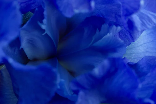 Яскраво-сині квіти райдужки крупним планом макро — стокове фото