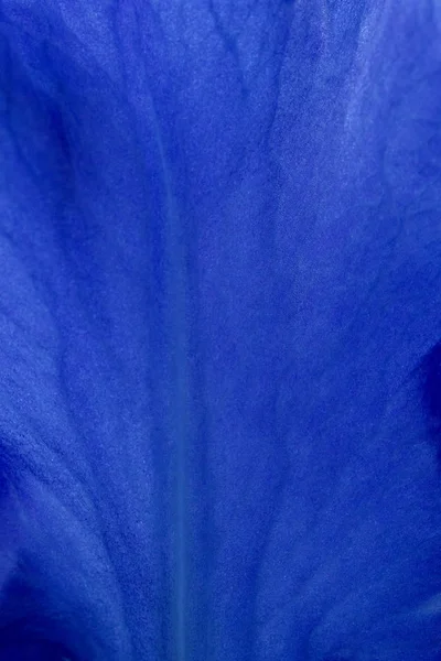 Parlak mavi iris çiçekleri yakın görünüm makro