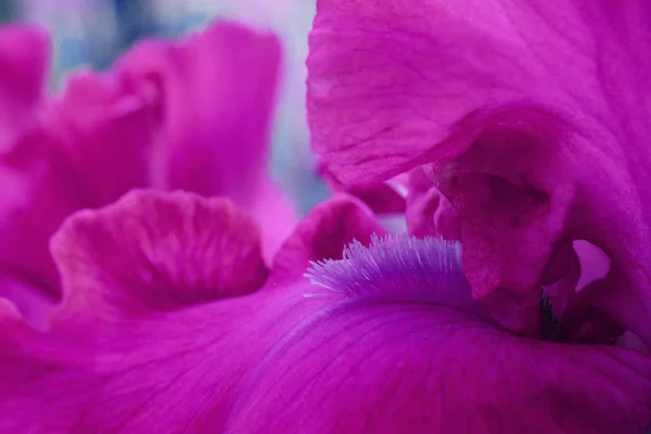 Яскраво-фіолетові квіти райдужки крупним планом макро — стокове фото