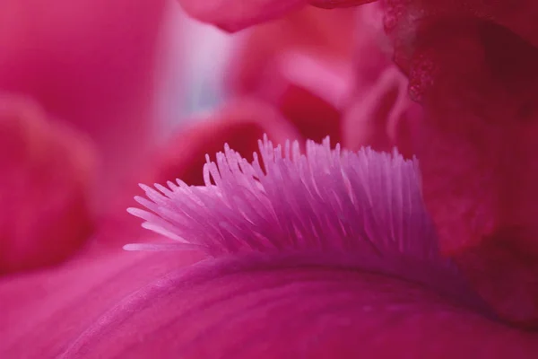 Гарячі рожеві квіти Іріс крупним планом макро — стокове фото