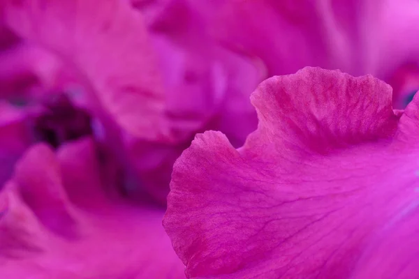 Яскраво-рожеві квіти ірису крупним планом макро — стокове фото