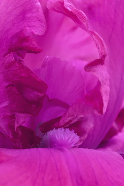 Гарячі рожеві квіти ірису крупним планом макро — стокове фото