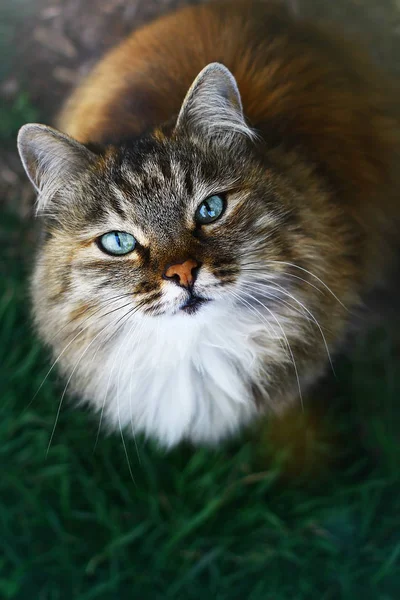 Close up view on a fluffy beautiful blue eyed cat — Stock Photo, Image