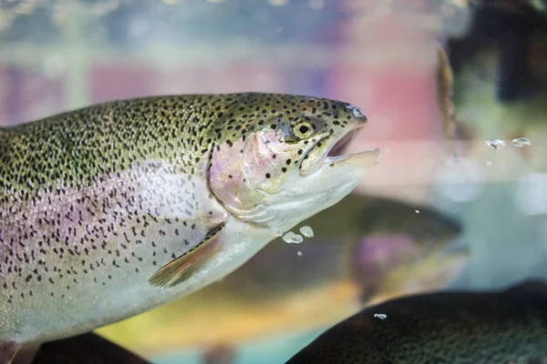 Steelhead trout or Rainbow trout close-up floating under water background — Stock Photo, Image