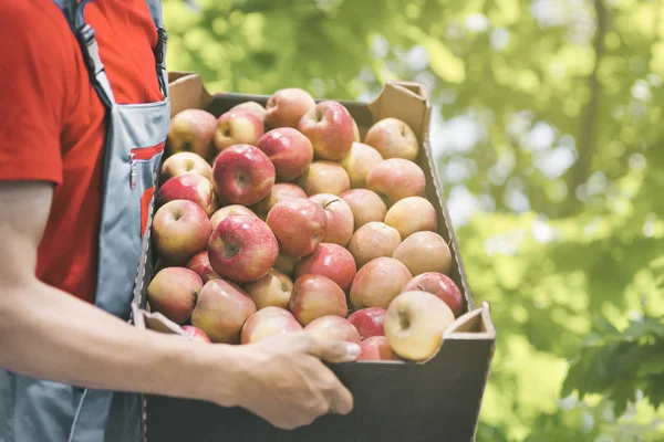 Karton kutuda taze hasat elma ile Çiftçi. Tarım ve bahçecilik konsepti.
