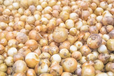 Taze hasat soğanı. Soğan arka plan. Piyasada soğan