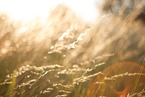 Campo de hierba salvaje paisaje con espigas. Escena rural. Concepto de naturaleza. Enfoque suave borroso . — Foto de Stock