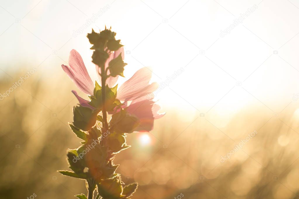 Close up mallow moschata species of mallow that grows in meadows and ditches of Tian Shan mountainous areas in gold color sunset light background defocused