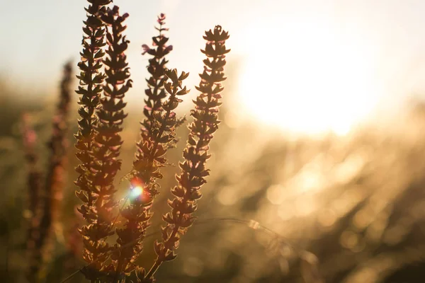 Salvia azul púrpura, salvia farinacea en la iluminación del atardecer, flores floreciendo en el jardín. Flores de salvia violeta. Antecedentes del campo borroso. Enfoque suave borroso . — Foto de Stock