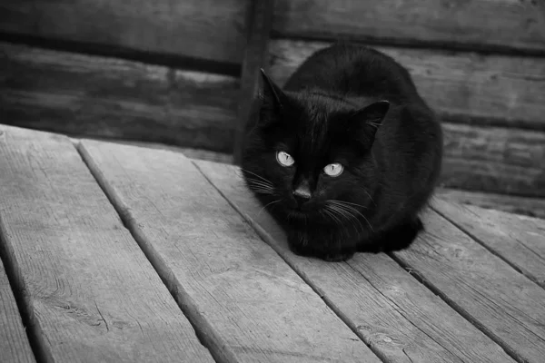 Przy drzwiach starego domu siedzi czarny kot przy zamkniętych drzwiach. Stary ganek w czarno-białym obrazie. — Zdjęcie stockowe