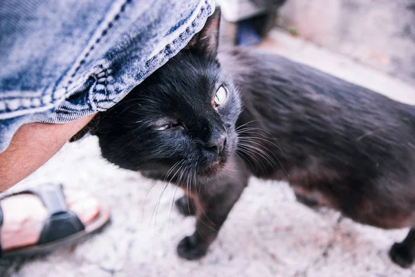 Preto adulto gato vadio esfrega na perna de um homem, na calçada estreita de uma rua velha . — Fotografia de Stock