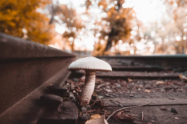 Big white mushroom growing between railway wood logs in autumn colors.