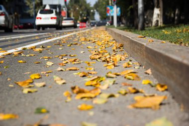Asfalta düşmüş sarı yapraklar. Golden Autumn Caddesi. Geçen güneşli gün havası. Güzel, rahat şehir hayatı.
