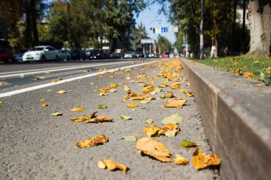 Asfalta düşmüş sarı yapraklar. Golden Autumn Caddesi. Geçen güneşli gün havası. Güzel, rahat şehir hayatı.