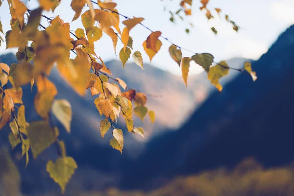 Ένα Κλαδί Δέντρου Κίτρινο Φύλλωμα Φόντο Χιονισμένων Βουνών Φόντο Φθινοπώρου — Φωτογραφία Αρχείου