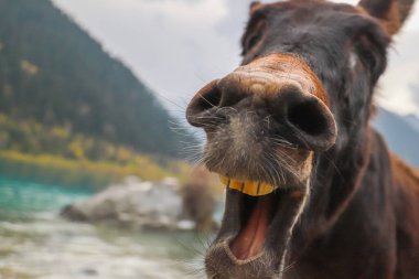 Göl kenarında yürüyen bir eşek kameraya ağzını açar..