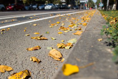 Asfalta düşmüş sarı yapraklar. Golden Autumn Caddesi. Geçen güneşli gün havası. Güzel, rahat şehir hayatı.