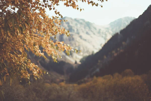 Karlı Dağların Arka Planında Sarı Yapraklı Bir Ağaç Dalı Sonbahar — Stok fotoğraf