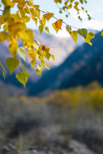 Ramo Árvore Com Folhagem Amarela Fundo Montanhas Nevadas Outono Conceito — Fotografia de Stock