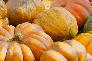 Kabak donu yığını. Sonbahar hasat konsepti