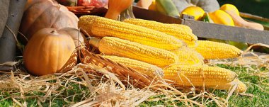 Samanlıkların arka planında sonbahar hasadı. Yeşil çimlerin üzerinde sarı mısır.