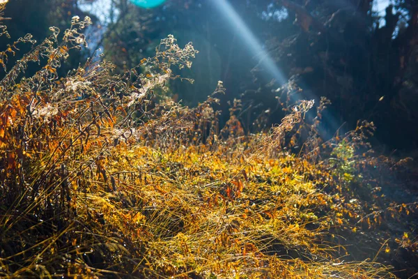 Природний Красивий Фон Близько Сухої Золотої Трави Сході Сонця Восени — стокове фото