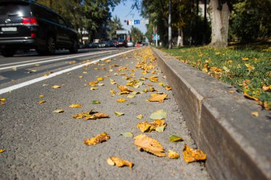 Asfalta düşmüş sarı yapraklar. Golden Autumn Caddesi. Geçen güneşli gün havası. Güzel, rahat şehir hayatı.