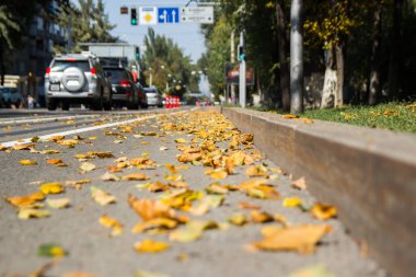 Asfalt yolda sarı yapraklar. Golden Autumn Caddesi. Geçen güneşli gün havası. Güzel, rahat şehir hayatı.