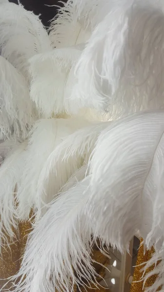 Decorative ostrich feathers on a gold table next to a make-up mirror