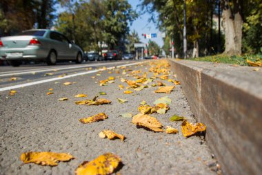 Asfalta düşmüş sarı yapraklar. Golden Autumn Caddesi. Geçen güneşli gün havası. Güzel, rahat şehir hayatı.