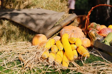 Samanlıkların arka planında sonbahar hasadı. Yeşil çimlerin üzerinde sarı mısır