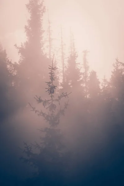 Sparren bos in de donkere mist achtergrond — Stockfoto