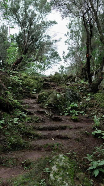 Yeşil Orman Manzara Anaga Tenerife Açık — Stok fotoğraf