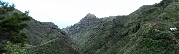 Paisagem Florestal Verde Livre Anaga Tenerife — Fotografia de Stock