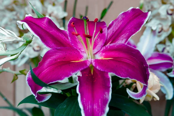 Bright Fuchsia Lily in Perfect Blossom Ev Tasarımı