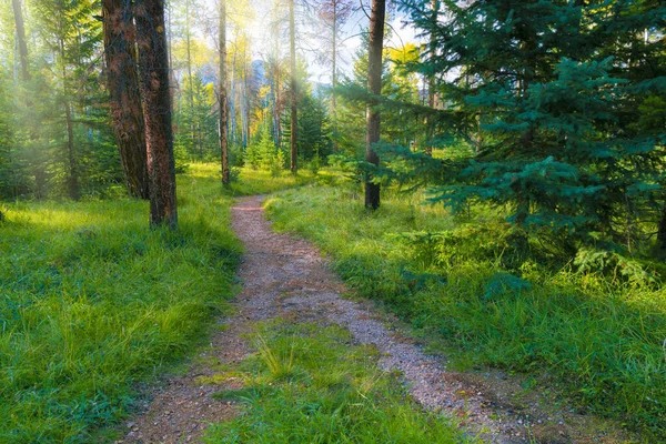 Gölgeli Orman Yürüyüşü 'nde Doğa Yürüyüşü Yolu' nda Mükemmel Güneş Işığı