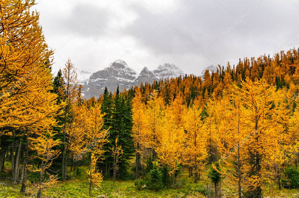 Fall Forest With Mountain Peak In Autumn Color Season