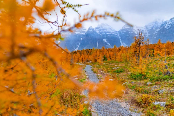 Atemberaubender Blick Auf Die Rocky Mountains Herbst Herbstsaison Mit Bunten — Stockfoto