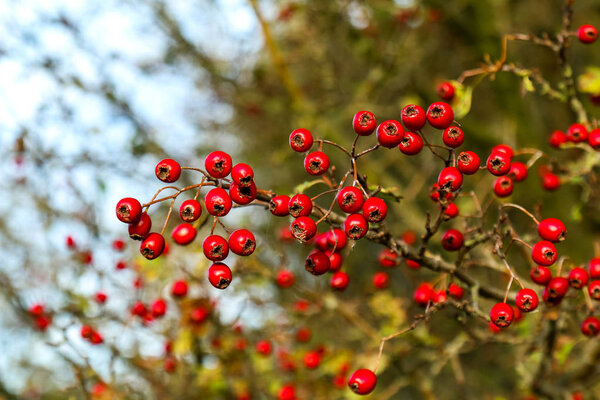 branch with red berries