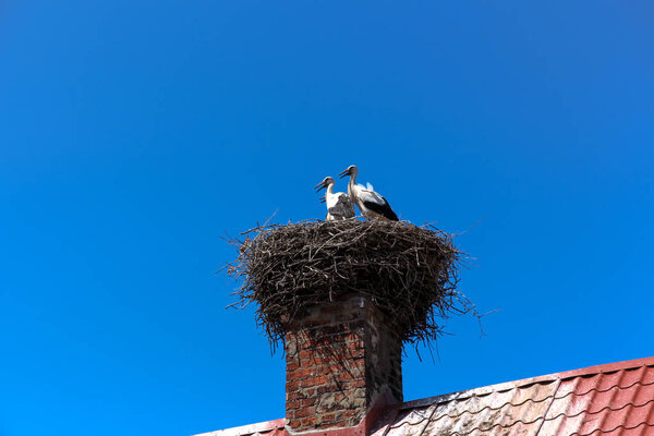 storks in the nest