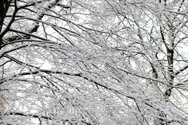 Kış manzarası, Şehir Parkı ayaz ağaçlarda